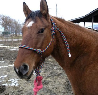 horsehalter